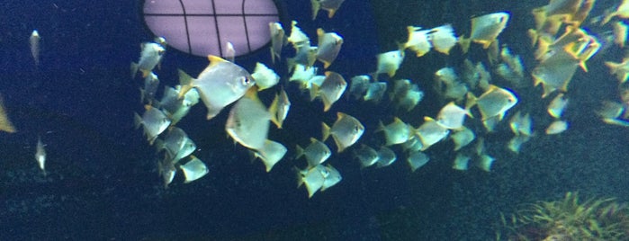 Aquarium is one of Antuerpia.