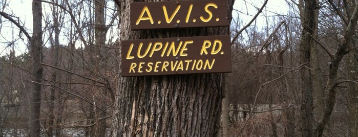 AVIS Lupine Road Reservation is one of Hiking Trails.