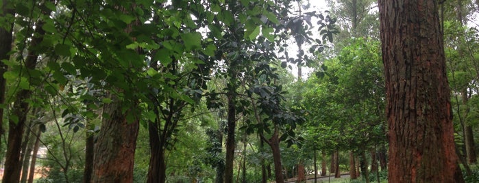 Bosque Da Aclimacao is one of Explorar.