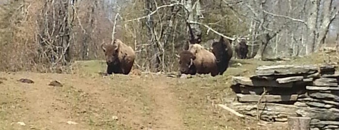 Creamery Brook Bison is one of Sundae Drives.