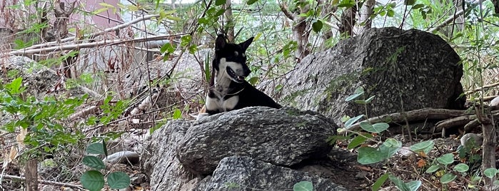 ศูนย์รักษ์สุนัขหัวหิน / Hua Hin Dog Shelter is one of หัวหิน.