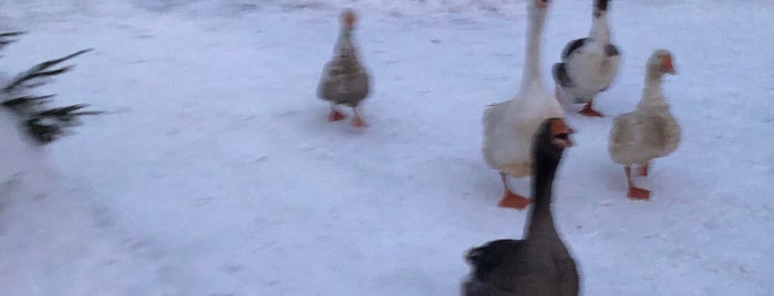 Храм Покрова Пресвятой Богородицы в Покровском-Стрешневе is one of Кудя я хасю.