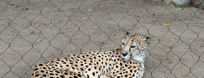 Cheetah Exhibit is one of Tempat yang Disukai G.