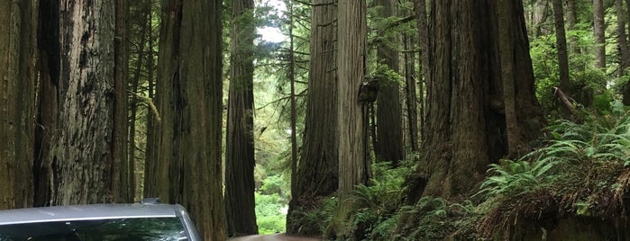 Redwood Forest is one of North America.