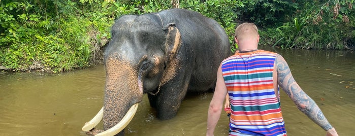 Elephant Trekking ( Baan Tai ) is one of Koah Samui.