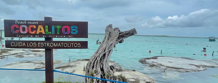 Cocalitos is one of Quintana Roo.