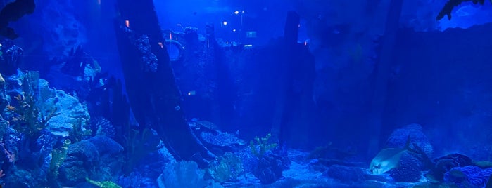 Emaar Aquarium & Underwater Zoo is one of Lugares favoritos de Ceyda.