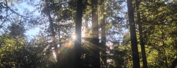 Pescadero Creek County Park is one of SF to-do.