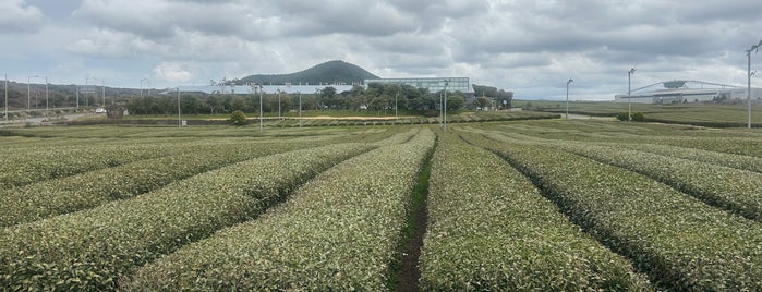 오설록 녹차밭 is one of JEJU.