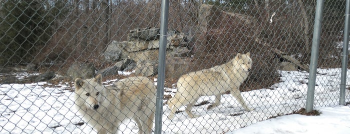 Wolf Conservation Center is one of w the kids.