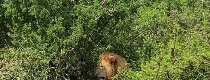 Pumba Private Game Reserve is one of Südafrika.