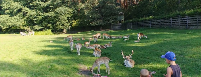 Park Dzikich Zwierząt is one of Polska - ogrody zoologiczne.