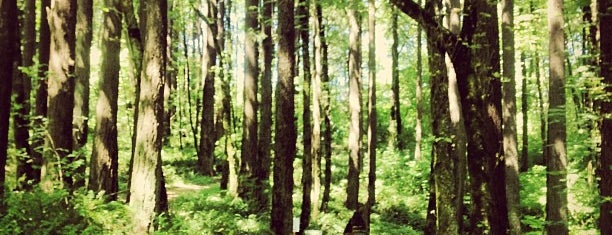 Forest Park - Wildwood Trail is one of Gespeicherte Orte von Aaron.