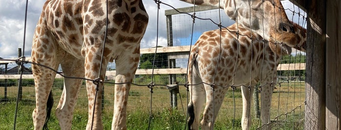 Elmvale Jungle Zoo is one of Attractions.