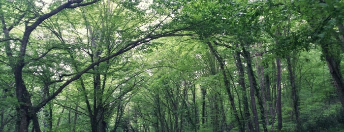 Belgrad Forest is one of İstanbul'daki Park, Bahçe ve Korular.