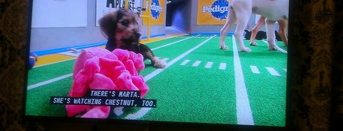 Puppy Bowl IX: 2013 is one of Exciting Shows.