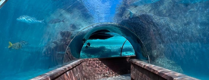 Predators Tunnel is one of Bahamas.