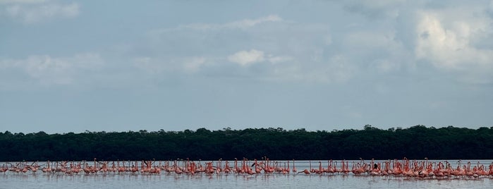Hábitat de Flamingos Rosado is one of MEX.