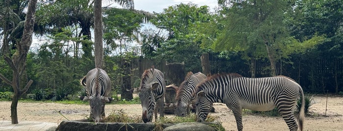 Singapore Zoo is one of Tempat yang Disimpan Liliia.