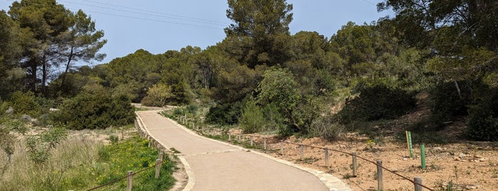 Bosc de Bellver is one of Mallorca.