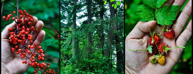 Tree Frog Night Inn is one of Daniel : понравившиеся места.