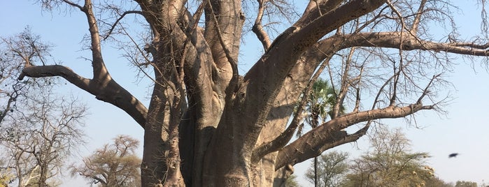 The Big Tree is one of Victoria Falls.