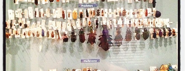 Harvard Museum of Natural History is one of Boston Attractions.