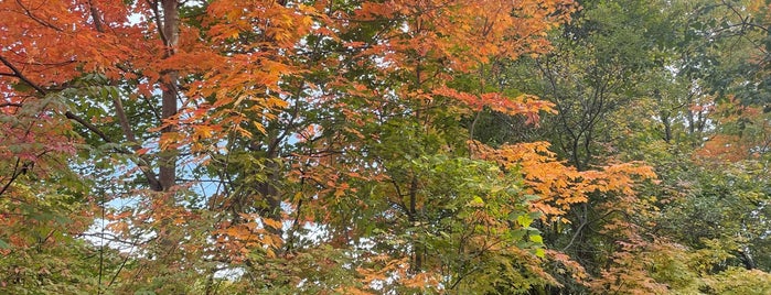 Lambton Woods Park is one of places to walk.