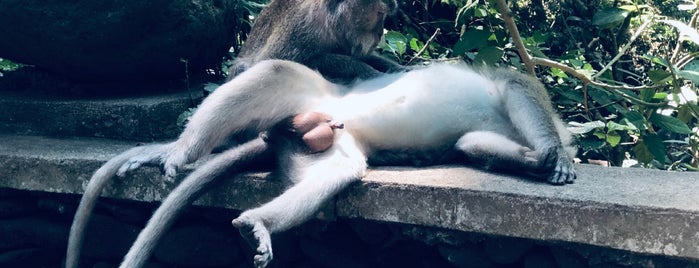 Jaba Pura Dalem Agung Monkey Forest is one of Hello Asia.