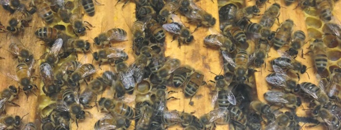 Pure Peninsula Honey is one of Mornington Peninsula Highlights.