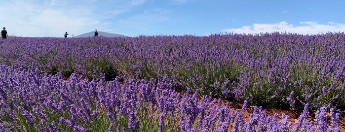 Bridestowe Estate Lavender Farm is one of Tasmania.