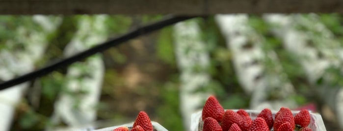 Healthy Strawberry Farm is one of Cameron Highlands.