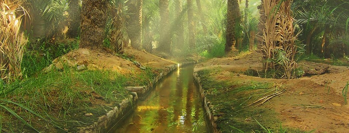 Al Ain Oasis is one of Best places in Abu Dhabi, United Arab Emirates.