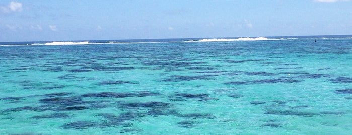 Snorkeling The Moorea Lagoon is one of Dave'nin Beğendiği Mekanlar.