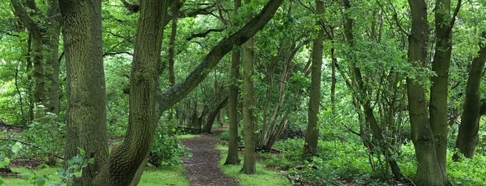 Nomansland Common is one of Jason'un Beğendiği Mekanlar.