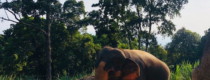Elephant Tracking is one of Tempat yang Disukai Maria.