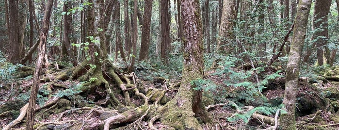 Aokigahara Forest is one of Locais curtidos por Masahiro.