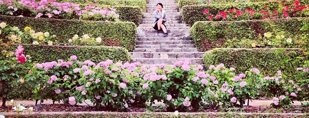 Berkeley Rose Garden is one of Lugares favoritos de Kensie.