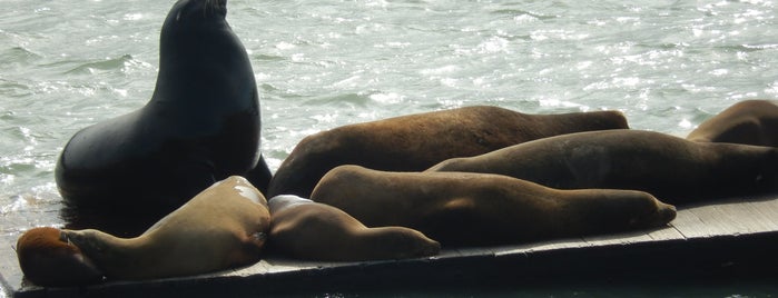 Sea Lions is one of San Fran To-Do.