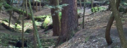 Cook Forest State Park is one of Groundhog Day.