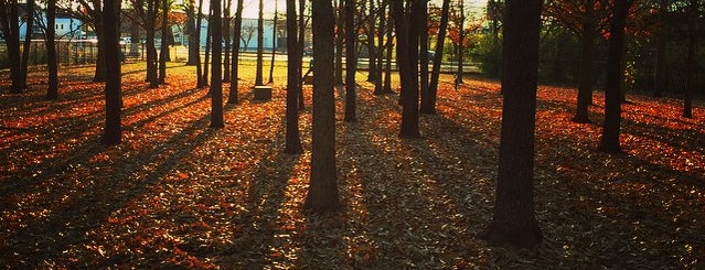 George Ward Dog Park is one of Fun things to do in the 'Ham.