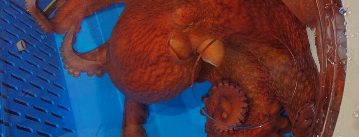 Echizen Matsushima Aquarium is one of Top picks for Aquariums.