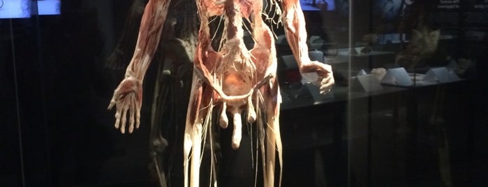 Body Worlds is one of Must-visit Musea Amsterdam.