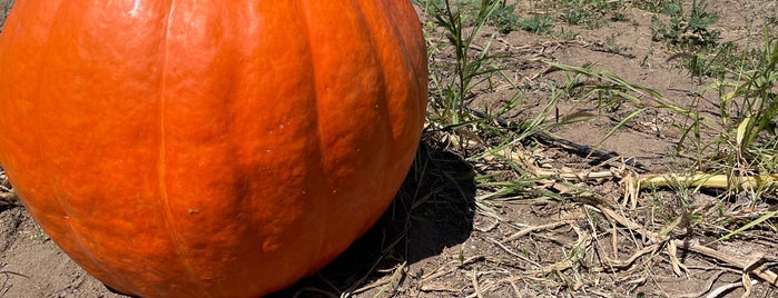 Bates Nut Farm Pumpkin Patch is one of San Diego.