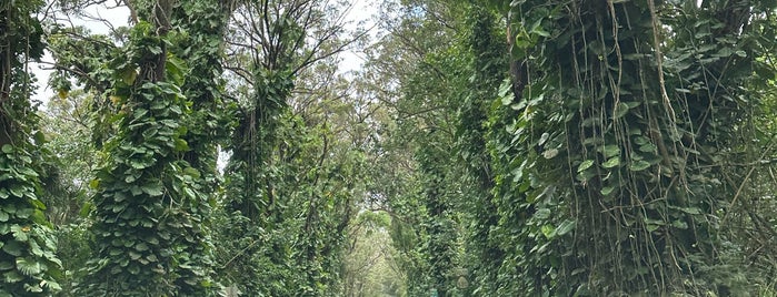 Tunnel of Trees is one of Hawaii trip 2011.