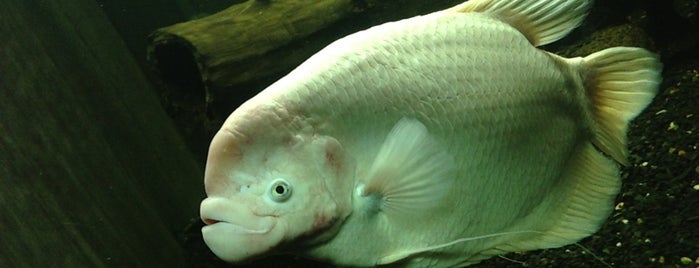 Аквариум пресноводных рыб / Freshwater fish aquarium is one of สถานที่ที่ Aleksandra ถูกใจ.
