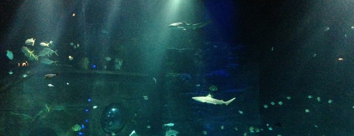 Tropen-Aquarium is one of Lugares favoritos de Antonia.