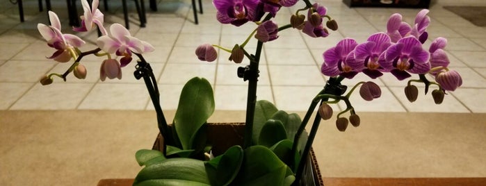 Sundance Orchids & Bromeliads is one of Fort Myers.