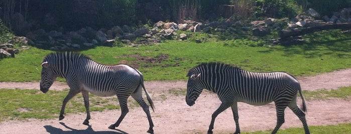 Zoo Leipzig is one of Zoos - Central Europe.