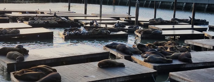 Sea Lions is one of Kevin’s Liked Places.